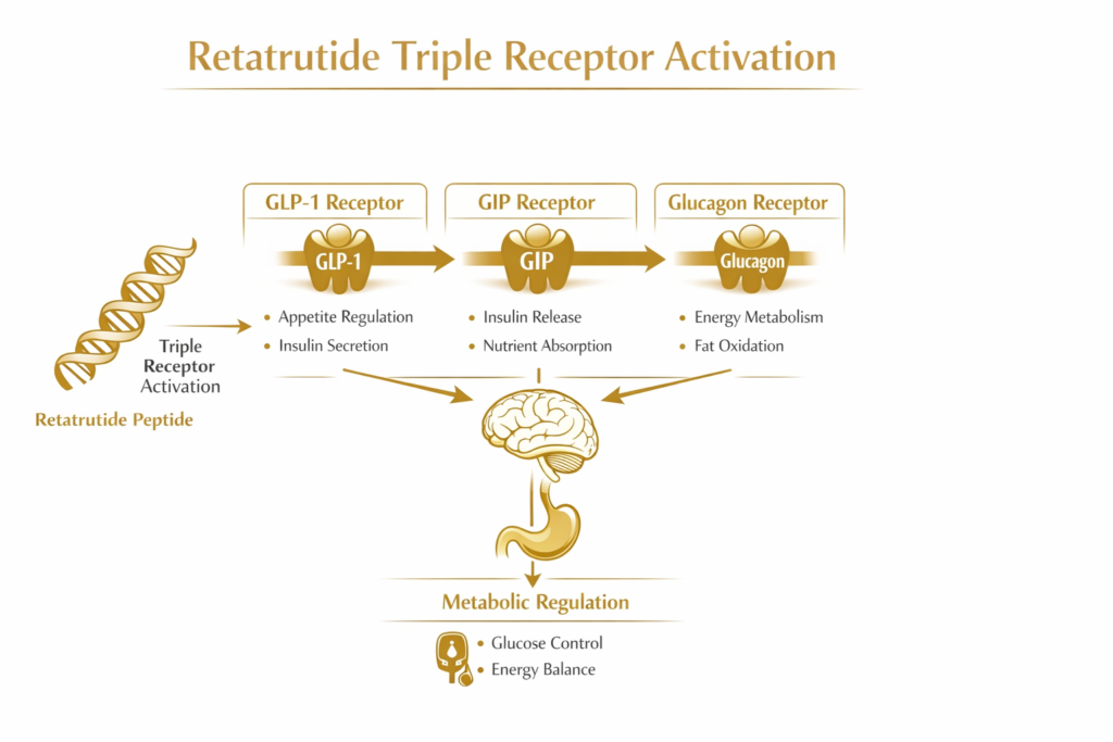 Retatrutide Triple Receptor Mechanism