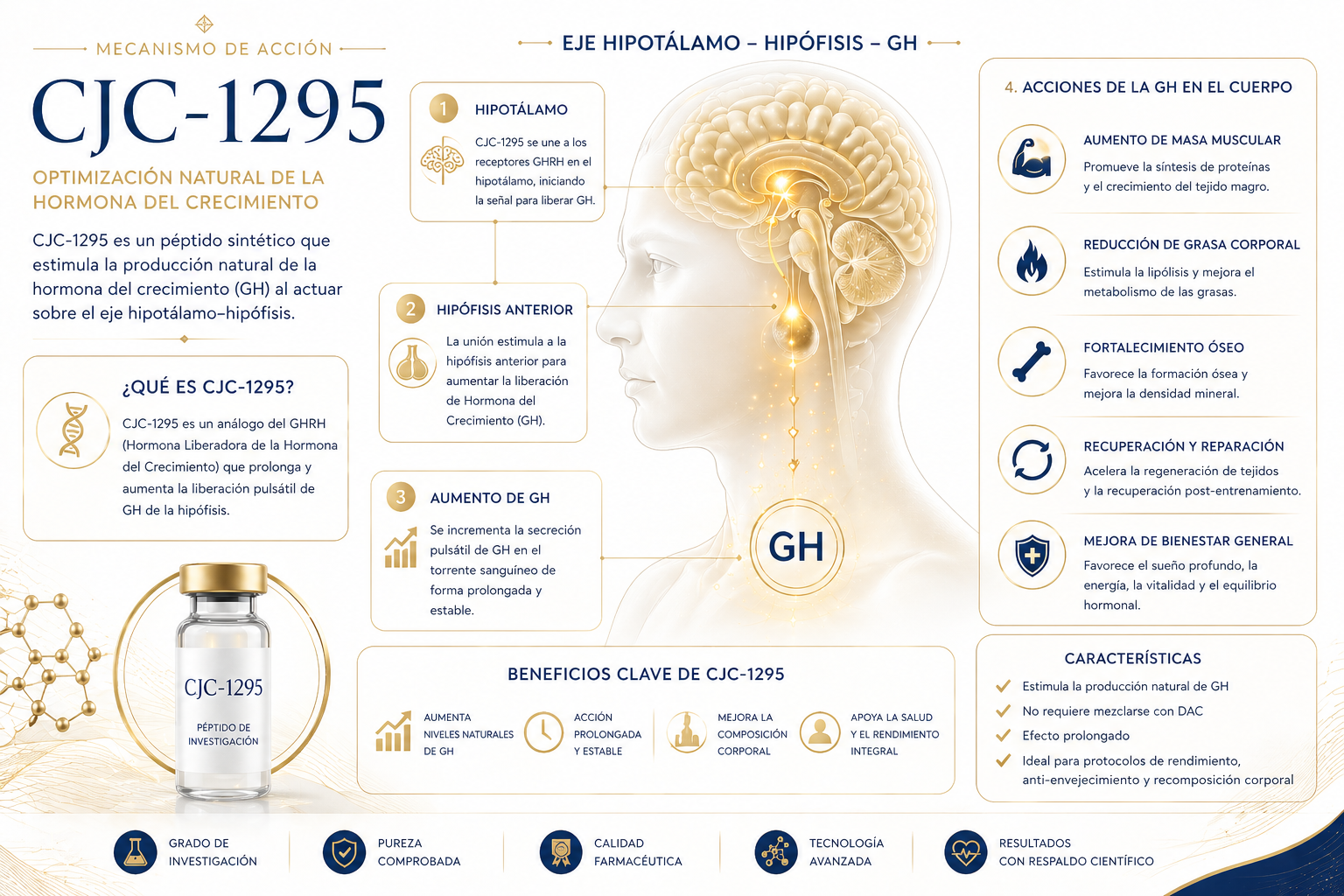 diagrama del mecanismo de acción del péptido CJC-1295 en la señalización hormonal