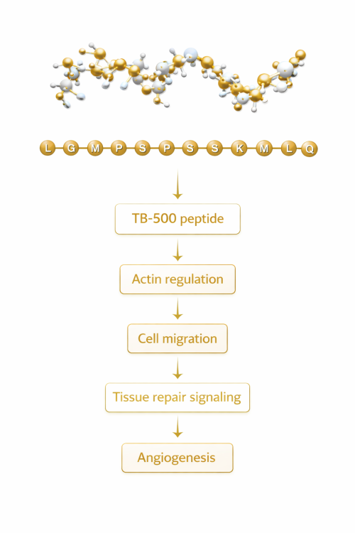 TB-500 peptide